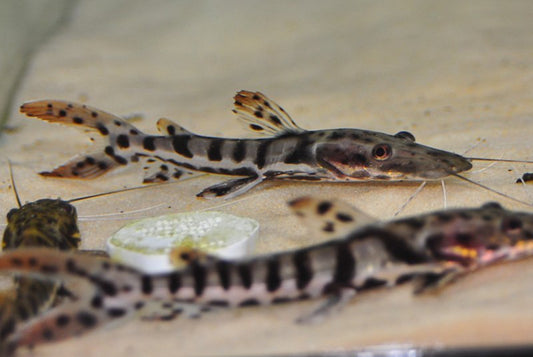 Tiger Shovelnose Catfish 4 inch striped predator fish aquarium
