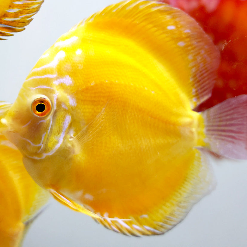 Yellow Rafflesia Discus 4 inch bright yellow discus freshwater fish aquarium