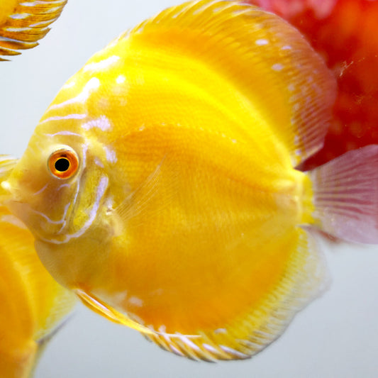 Yellow Rafflesia Discus 4 inch bright yellow discus freshwater fish aquarium