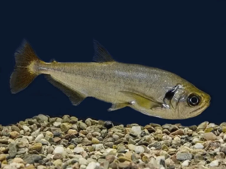 VAMPIRE TETRAS (HUAPETAS/PAYARA)