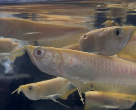 Albino Silver Arowana 6-7 inch freshwater monster fish
