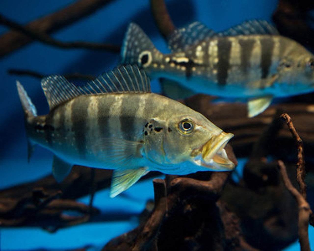 3" Azul Peacock Bass