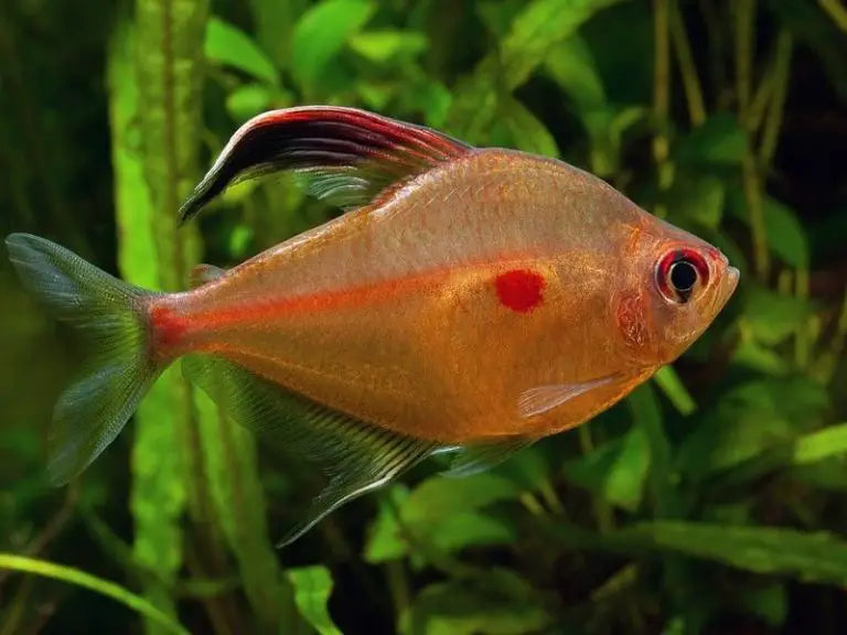 Flameback Bleeding Heart Tetra 10 pack