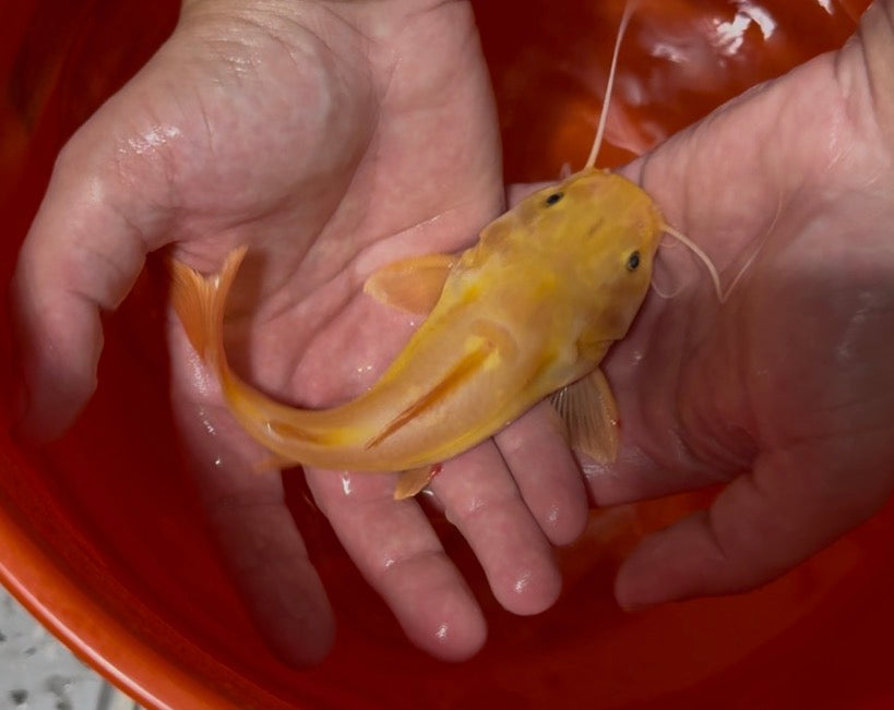 Golden redtail catfish close up rare monster fish