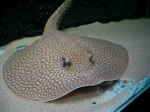 OTORONGO JAGUAR STINGRAY