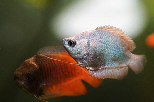 Shortbody Cobalt Blue Gourami