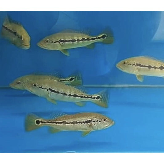 3" Intermedia Peacock Bass