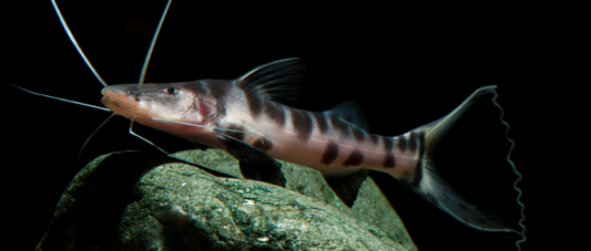 gold zebra catfish juvenil