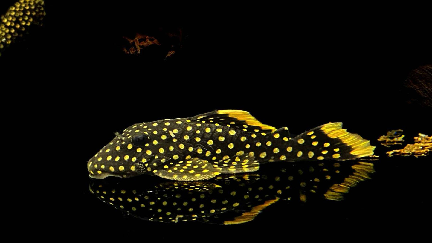 L-018 Xingu Gold Nugget Pleco (3.")