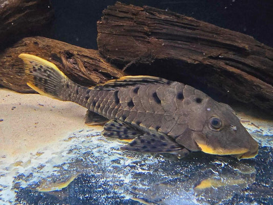 L-095 SPOTTED PINECONE PLECOSTOMUS