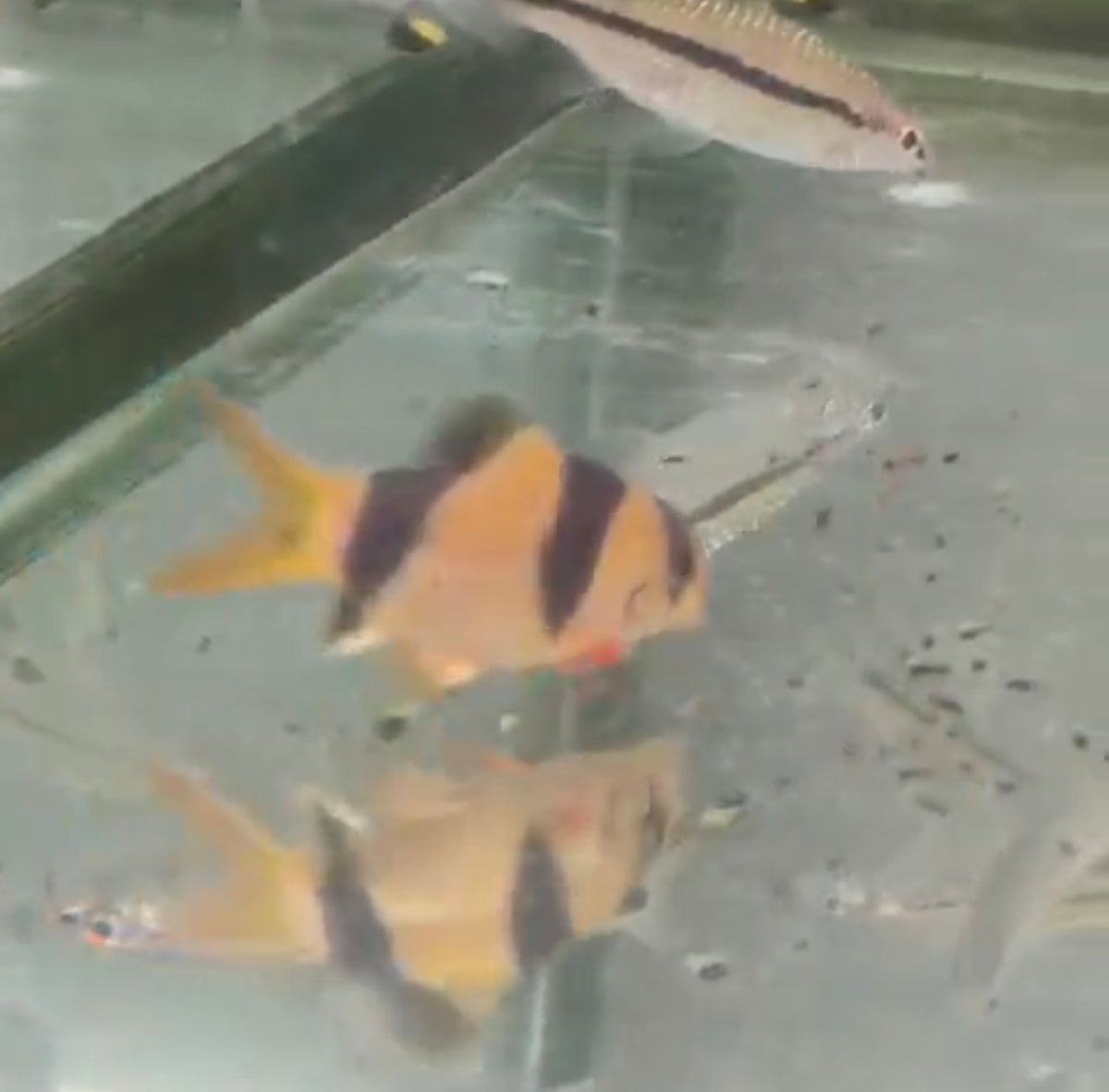 Shortbody Clown Loach 2”