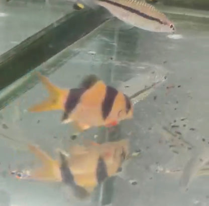 Shortbody Clown Loach 2”