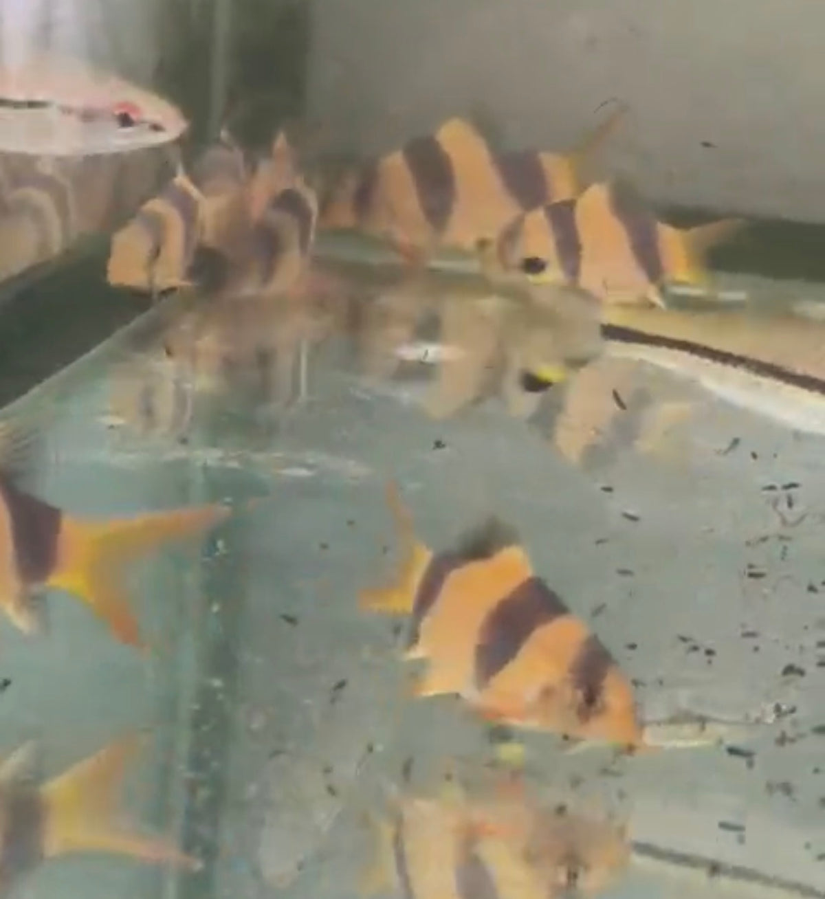 Shortbody Clown Loach 2”