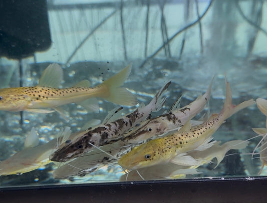 Marbled Tiger Shovelnose 5”