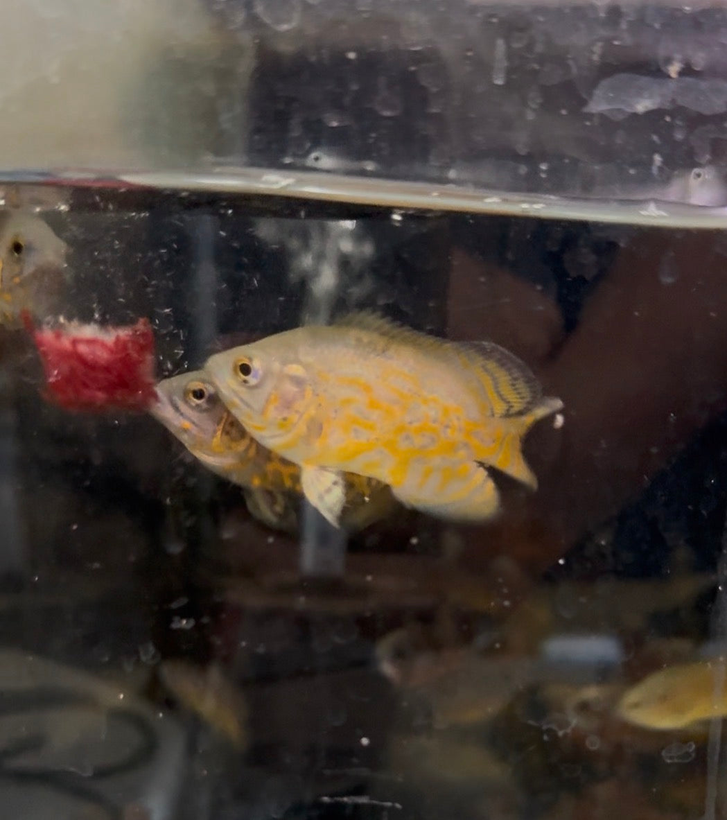 Golden Leopard Oscar 2-3”