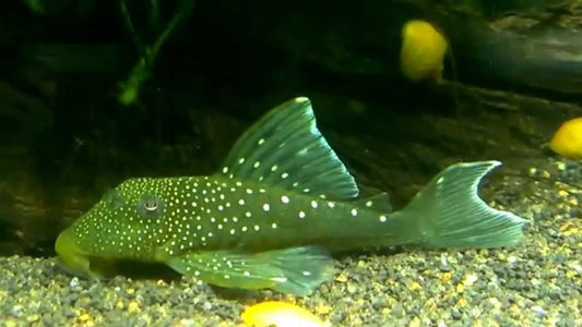 L-200 GREEN PHANTOM PLECOSTOMUS