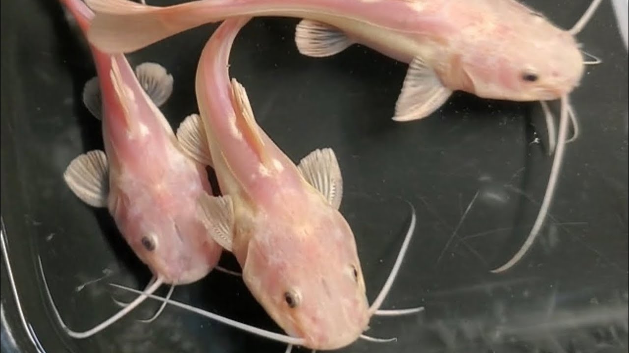 Phantom Redtail Catfish 5-6”