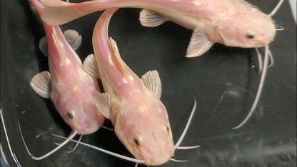 Phantom Redtail Catfish 5-6”