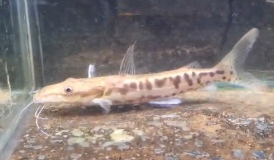 Platinum Tiger Shovelnose Catfish 4 inch rare monster fish for sale