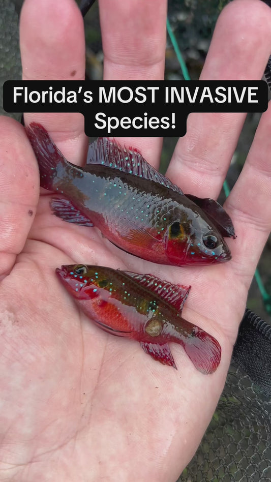 Jewel Cichlid