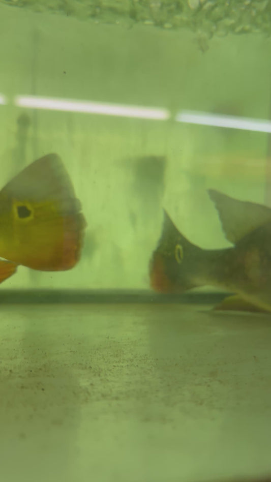 PAIR Butterfly x Kelberi Bass (14”)