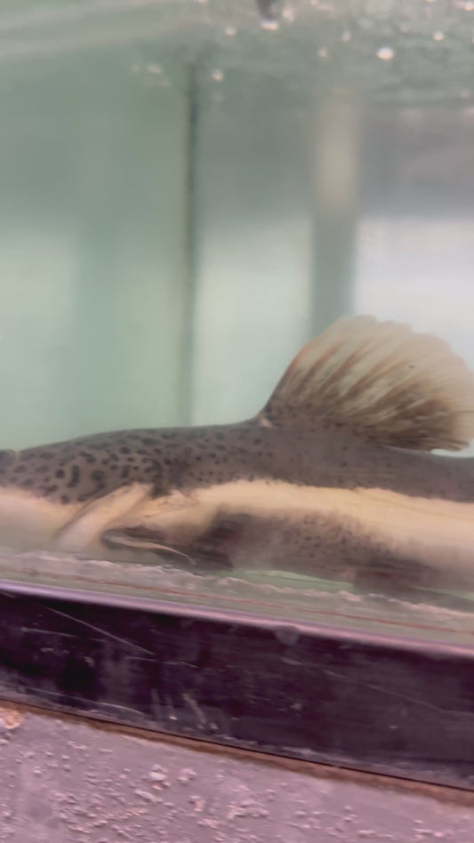 8-10” Redtail Catfish
