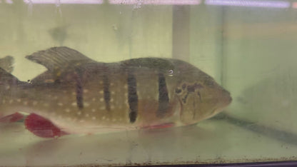 20” Temensis Peacock Bass
