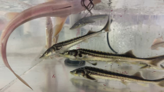Diamondback Sturgeon 10-12”
