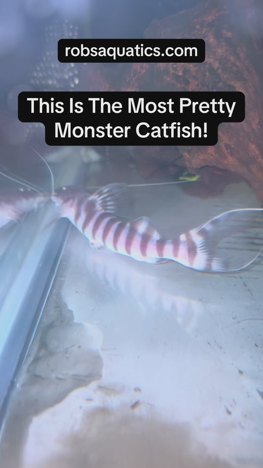 3” TIGRINUS CATFISH (TIGER STRIPED ANTENNAE)