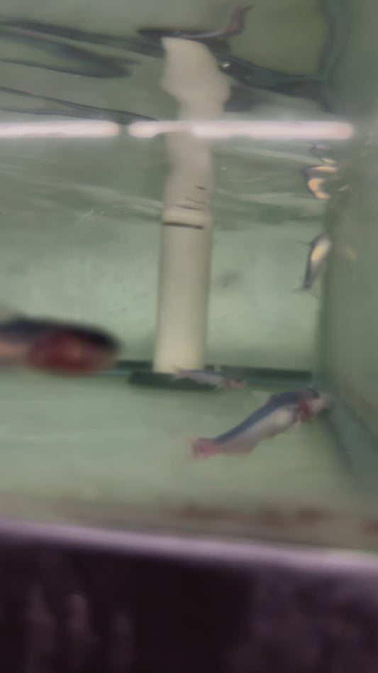 3” Blue Whale Catfish