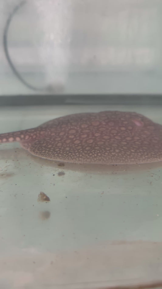 Antennae Stingray