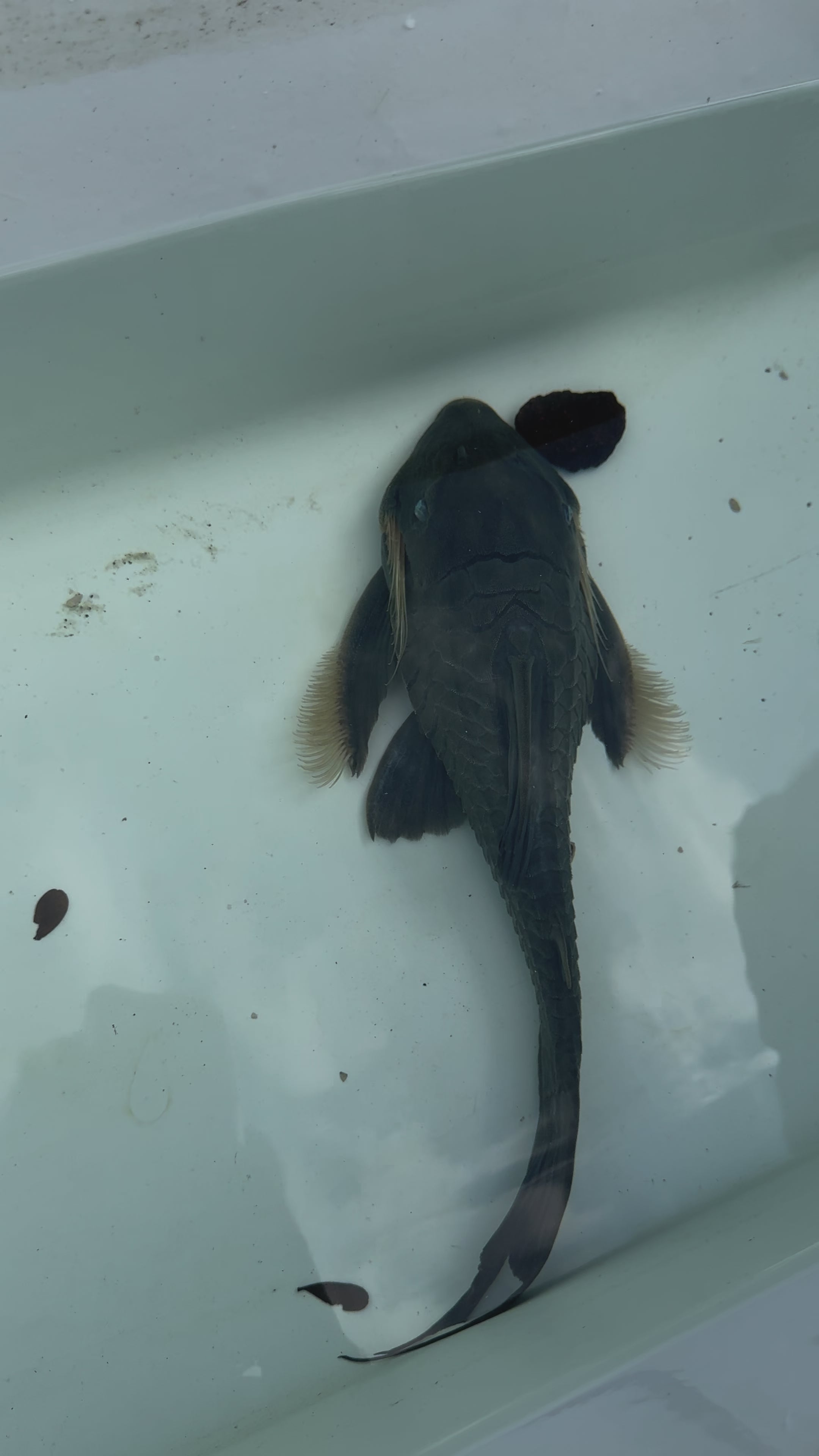 Plecos – Rob's Aquatics Fish Shop