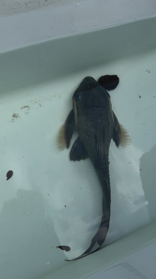 Phase 3 Blue Eyed Pleco 14-16”