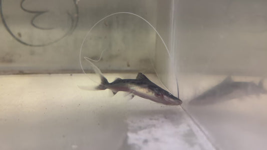 True Piraiba Catfish (Brachyplatystoma Filamentosum) 3"