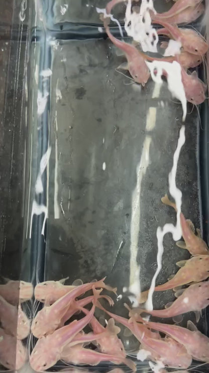 Phantom Redtail Catfish 5-6”