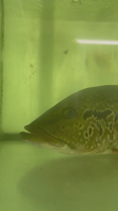 20” Temensis Peacock Bass
