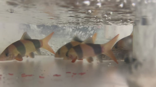 (6) Clown Loach 5”