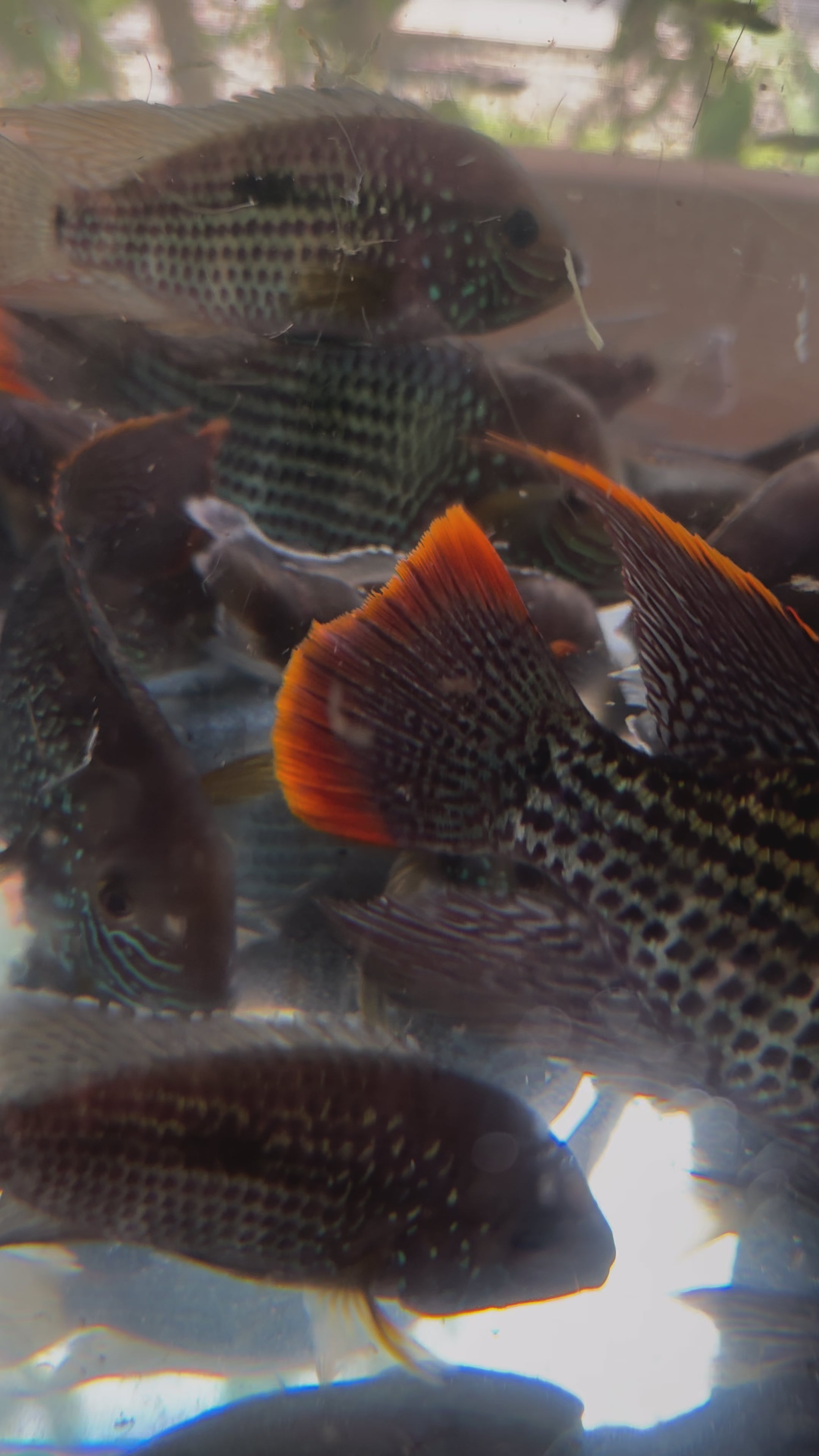 Green Terror Cichlid 4” – Vibrant Freshwater Fish | Rob's Aquatics ...