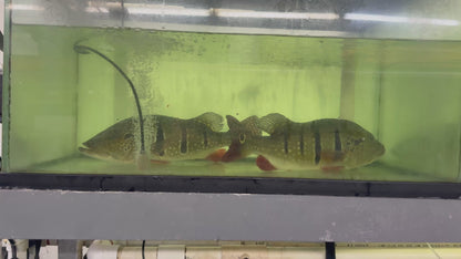 20” Temensis Peacock Bass