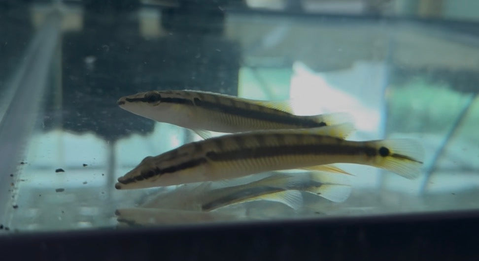 Zebrina Pike Cichlid 3-4 inch Crenicichla zebrina predator fish