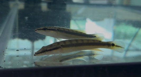 Zebrina Pike Cichlid 3-4 inch Crenicichla zebrina predator fish